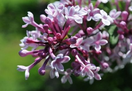 LILACS - LILAC, NATURE, FLOWERS, PRETTY