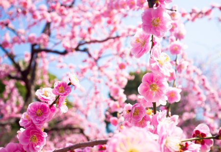 Spring Flowers - nature, pink, spring time, splendor, spring flowers, flowers, pink flowers, spring