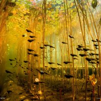 Tadpoles, Canada