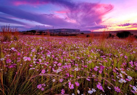 Sunset field - pretty, summer, amazing, grass, meadow, flowers, purple, field, nice, sky, beautiful, colors, lovely, wildflowers, colorful, wind, nature, sunset, delight