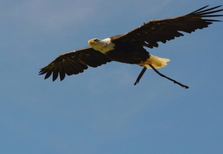 Bald Eagle - nature, wings, flying, show, raptor