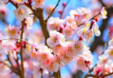 Spring branches - pretty, blossoms, spring, pink, flowering, flowers, fresh, garden, nice, fruits, sky, branches, beautiful, lovely, freshness, blooming, tree, nature, bright