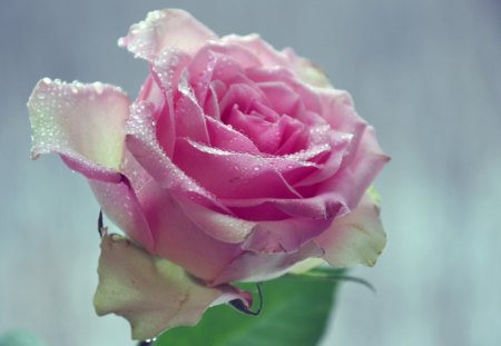 Pink rose - water, drops, wet, flower, pink, white, nature, dew, green, rose, leaf