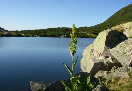 The trout kingdom - trout, lakes, nature, water