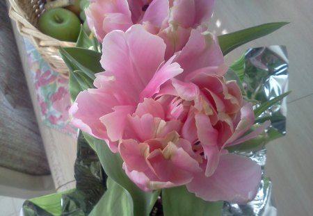 Fancy Tulip - spring, bright, pink, pretty