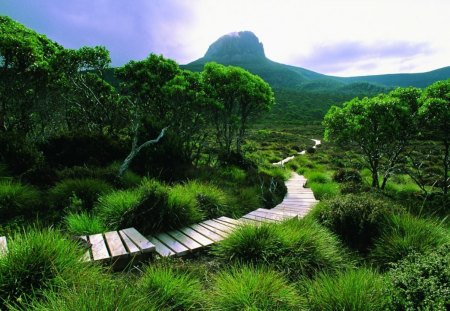 Gangway at the green - trees, forest, hills, landscape, grass