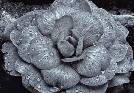 Flower - drop, flowers, camelia, flower