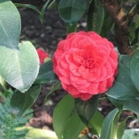 Garden Festival 10 with Red Camellia