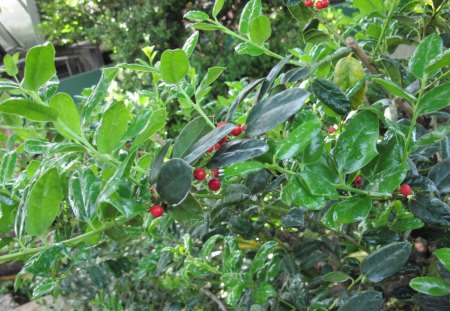 red fruits tree - garden, fields, red, photography, Fruit, tree, gren