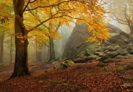 Autumn explosion - morning, beauty, path forest, landscape, trees, leaves, rock, foggy