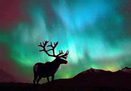 Northern beauty - northern lights, light, sly, deer, blue