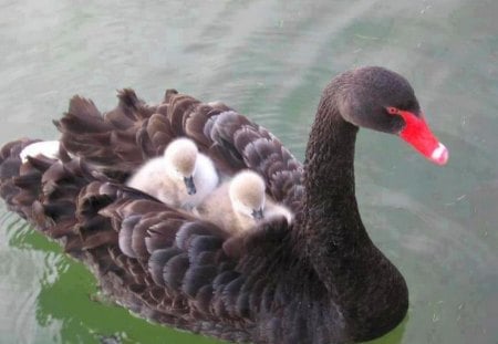 Out for a ride - swan, young, ride, water, mother, black