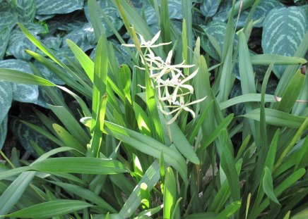 Garden Festival 38 - white, garden, flowers, photography, green