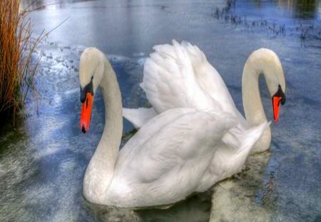 Mute swans - white, mates, pair, water, swans