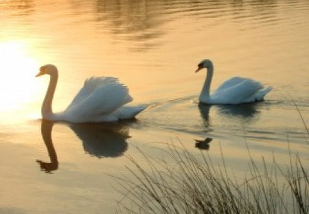 Ripples - lake, swans, pair, ripples