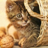 A tabby kitten playing in a basket with nuts