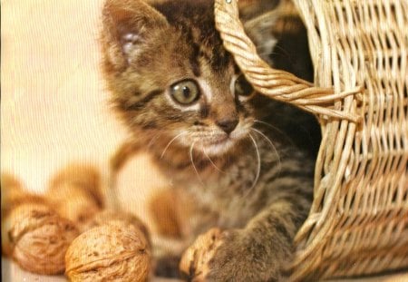 A tabby kitten playing in a basket with nuts - tabby, nuts, basket, kitten