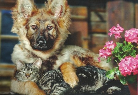 A pup and a cat with some flowers