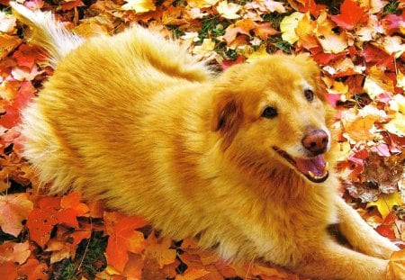 A dog laying in the leaves