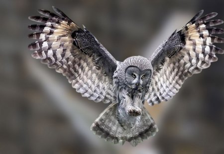 owl