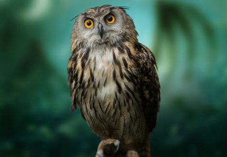 owl - owl, wilds, eyes, birds