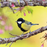 small bird on branch