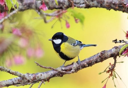 small bird on branch