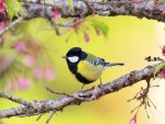 small bird on branch