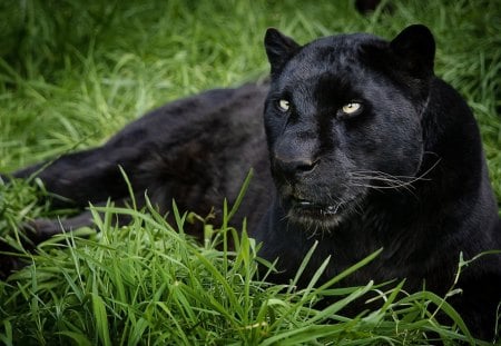 black Panther - black, wilds, panther, feline