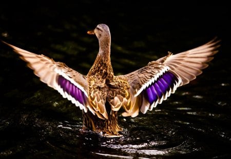 colorful duck - colorful, water, ducks, wings