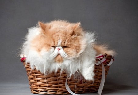 kitten in the basket - basket, kitten, feline, cat