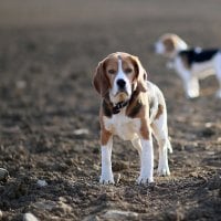 walking dogs