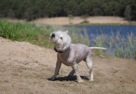 dog shaking - river, shaking, dog, water