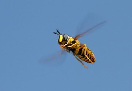 flying bee - flying, bee, wilds, wings