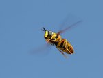 flying bee