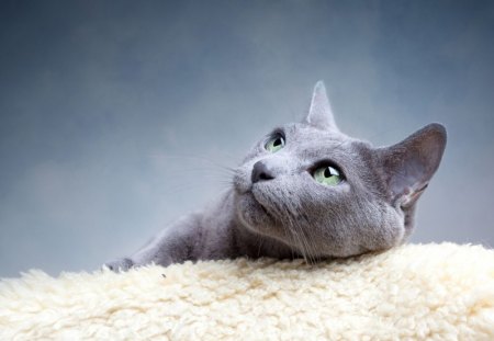 pensive kitten - pensive, cat, floor, kitten