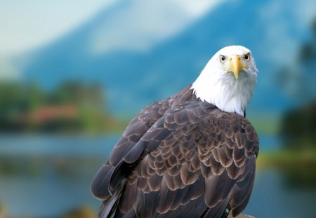 eagle on stone - eagle, stone, wilds, mountain