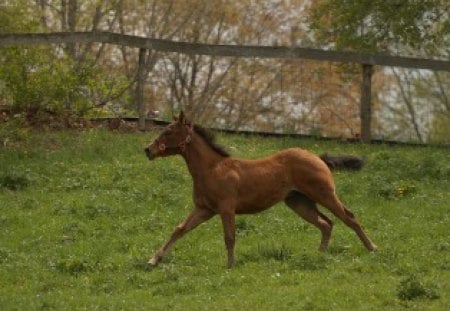 foal galloping on the grass - galloping, grass, horse, tree