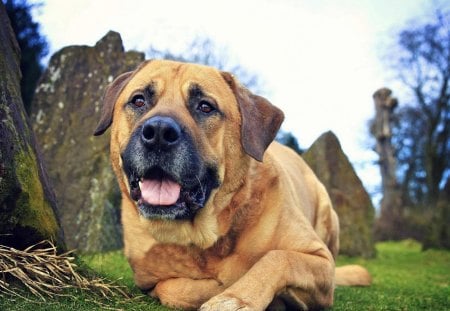 big Dog - dog, big, grass, stone