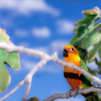 cute parrot on branch