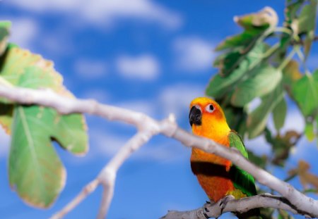 cute parrot on branch - tree, cute, branch, parrot