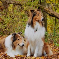 cute collie