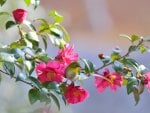 cute bird among flowers