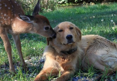 Dear licking the dog - dog, grass, deer, licking