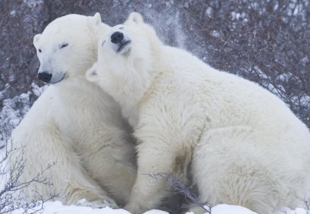 cute polar bears - bears, cute, polars, snow