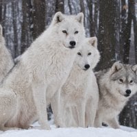 *** White wolves in winter ***