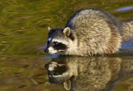 *** Raccoon *** - raccoon, animal, water, animals