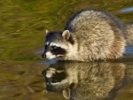 *** Raccoon ***