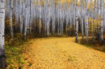 Aspen Forest, Colorado