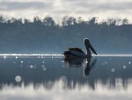 *** Pelican on the water ***